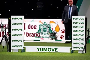 Day Two Prints: Collie Poodle competing in Crufts Singles Medium