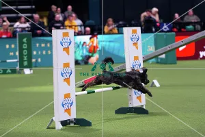 Crufts 2025 Agility (Crufts 2025) Collection