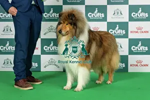 Thursday Prints: Collie (Rough) Best of Breed Crufts 2026