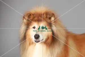 Collie Rough, Crufts 2013, KCPL_Stock