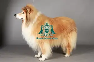 Collie Rough, Crufts 2013, KCPL_Stock