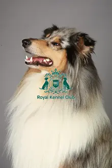 Nick Ridley Prints: Collie Rough, Crufts 2013, stock images, portrait, nick ridley, KCPL, pastoral group