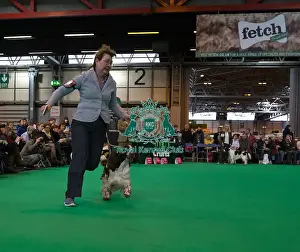 Competing in Best of Breed