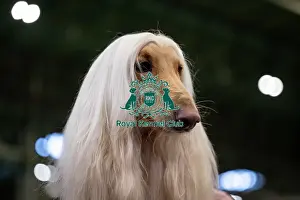 Crufts 2025 BeatMedia Prints: Cooper, an Afghan Hound, (Thursday 06/03/25)