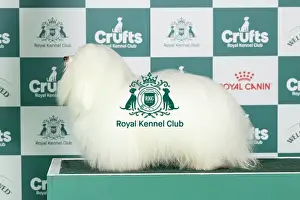 Saturday Prints: Coton De Tulear Best of Breed Crufts 2026