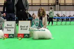 Winners Prints: Coton de Tulear - Best of Breed, Crufts 2026