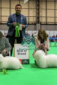 Winners Prints: Coton de Tulear - Best of Breed