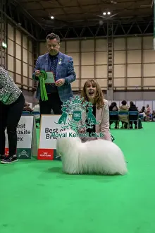 Judge Prints: Coton de Tulear Best of Breed - Good Citizen Dog Scheme Class