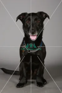 Crossbreed, Crufts 2013, KCPL_Stock