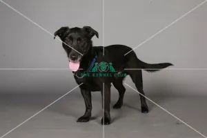 Crossbreed, Crufts 2013, KCPL_Stock