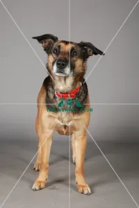 Crossbreed, Crufts 2013, KCPL_Stock