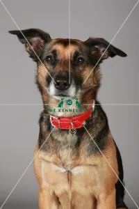 Crossbreed, Crufts 2013, KCPL_Stock