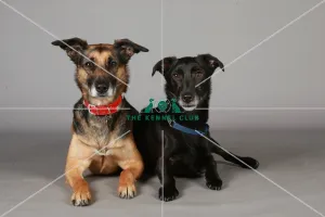 Crossbreed, Crufts 2013, KCPL_Stock