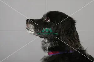 Crossbreed, Crufts 2013, KCPL_Stock