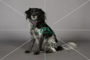 Crossbreed, Crufts 2013, KCPL_Stock