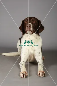 Crossbreed, Crufts 2013, KCPL_Stock