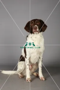 Crossbreed, Crufts 2013, KCPL_Stock