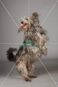 Crossbreed, Crufts 2013, KCPL_Stock