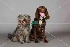 Crossbreed, Crufts 2013, Spaniel (English Cocker), KCPL_Stock Crossbreed, Crufts 2013, Spaniel (English Cocker), KCPL_Stock