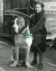 Crufts 2017