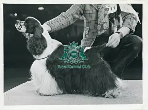 Crufts 1972 Gundog group winner The Kennel Club Sh Ch Am Ch Dreamridge Delegate parti colour American Cocker Spaniel
