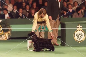 Crufts 1996 Gundog Group Winner