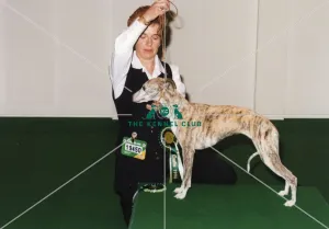 Crufts 1996 Whippet Best of Breed