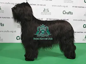 Briard Prints: Crufts 2009 Best of Breed Briard