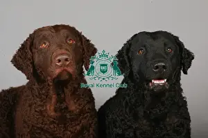 Crufts 2013 Prints: Crufts 2013, Curly coated retriever, gundog, portrait, nick ridley, stock images