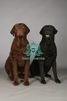 Crufts 2013, Curly coated retriever, gundog, portrait, nick ridley, stock images