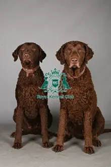 Crufts 2013 Prints: Crufts 2013, Curly coated retriever, gundog group, group portrait, March 2013, nick ridley