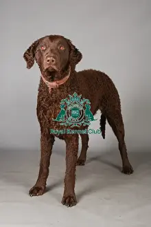 Crufts 2013, Curly coated retriever, gundog group, nick ridley, stock images, KCPL