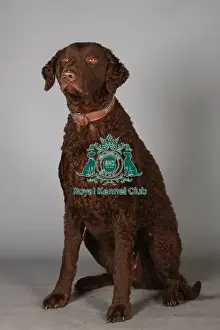 Crufts 2013, Curly coated retriever, gundog group, portrait, nick ridley, March 2013