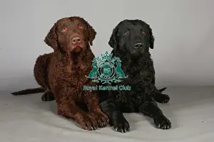 Crufts 2013 Prints: Crufts 2013, Curly coated retriever, gundog, portrait, nick ridley, stock images