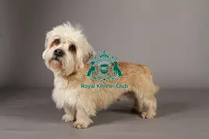 Dandie Dinmont Terrier Prints: Crufts 2013, Dandie Dinmont Terrier, nick ridley, stock images, KCPL, March 2013