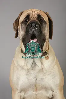 Crufts 2013, English Mastiff, working group, portrait, nick ridley, stock images