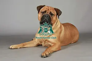 Crufts 2013 Prints: Crufts 2013, English Mastiff, working group, nick ridley, KCPL, stock images, portait