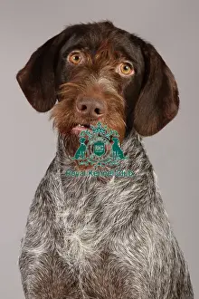 Crufts 2013 Prints: Crufts 2013, German Wirehaired Pointer, nick ridley, stock images, KCPL, March 2013