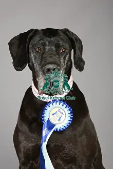 Crufts 2013 Prints: Crufts 2013, Great Dane, working group, stock images, portrait, rosette, KCPL, nick ridley