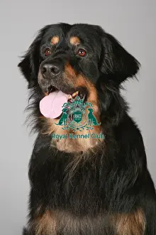 Crufts 2013 Prints: Crufts 2013, Hamiltonstovare, hound, March 2013, nick ridley, portrait, KCPL, KCPL_Stock