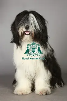 Crufts 2013, KCPL_Stock