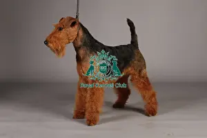 Crufts 2013 Prints: Crufts 2013, lakeland terrier, nick ridley, stock images, KCPL, March 2013, KCPL_Stock