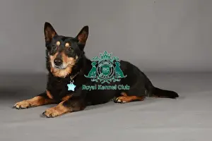 Crufts 2013, lancashire heeler, KCPL_Stock