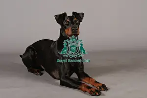 Crufts 2013 Prints: Crufts 2013, Manchester Terrier, nick ridley, stock images, KCPL, March 2013, KCPL_Stock