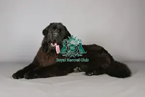 Crufts 2013, Newfoundland, KCPL_Stock