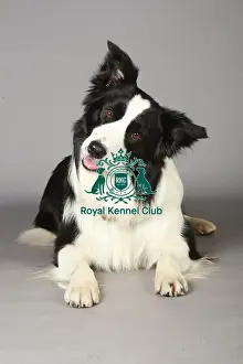 Crufts 2013, nick ridley, stock images, KCPL, KCPL_Stock, March 2013, Border Collie