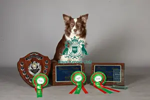 Crufts 2013, nick ridley, stock images, KCPL, KCPL_Stock, March 2013, Border Collie
