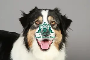 Crufts 2013, nick ridley, stock images, KCPL, KCPL_Stock, March 2013, Border Collie