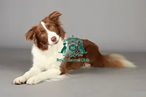 Crufts 2013, nick ridley, stock images, KCPL, KCPL_Stock, March 2013, Border Collie