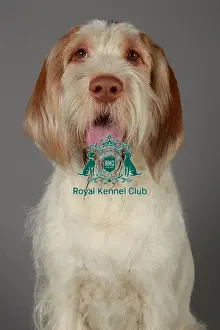 Crufts 2013, nick ridley, stock images, KCPL, KCPL_Stock, March 2013, Italian Spinone